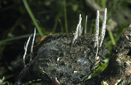 Buchenfruchtschalenholzkeule (Xylaria carpophila) - © Heinz Prelicz